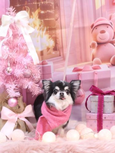 20241230てんちゃん